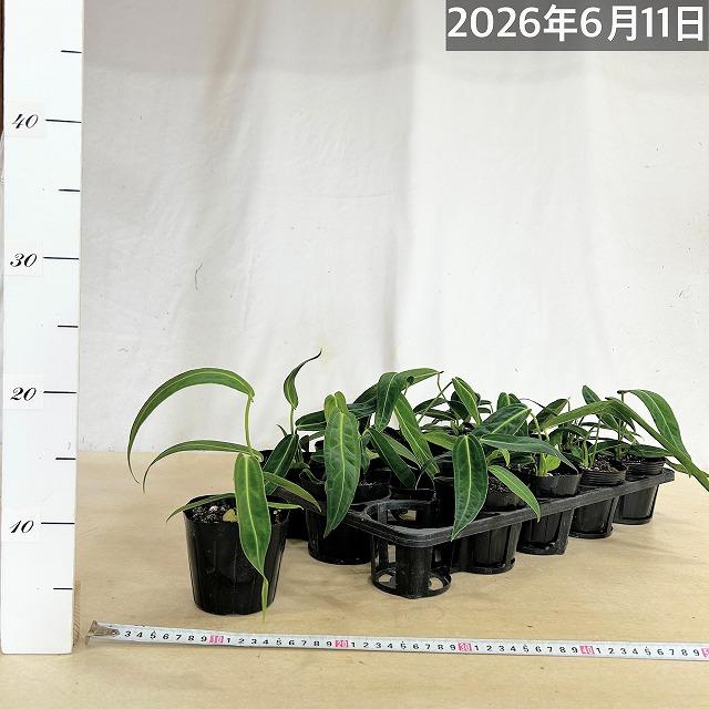 観葉植物　アンスリウム ワロクアナム※葉傷みあり 3.5号ポット(個体おまかせ1鉢)　インテリアグリーン 室内園芸 おしゃれ 可愛い かわいい |  | 05