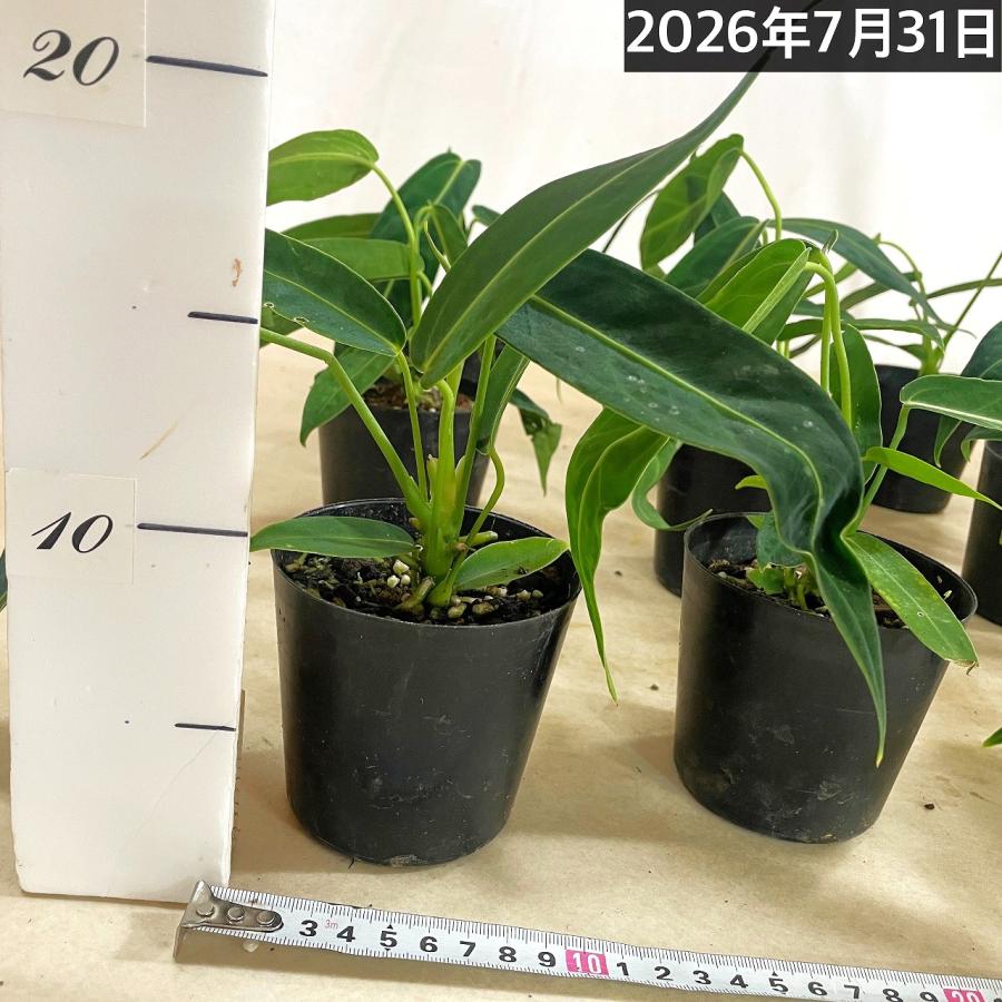 観葉植物　アンスリウム ワロクアナム※葉傷みあり 3.5号ポット(個体おまかせ1鉢)　インテリアグリーン 室内園芸 おしゃれ 可愛い かわいい |  | 05