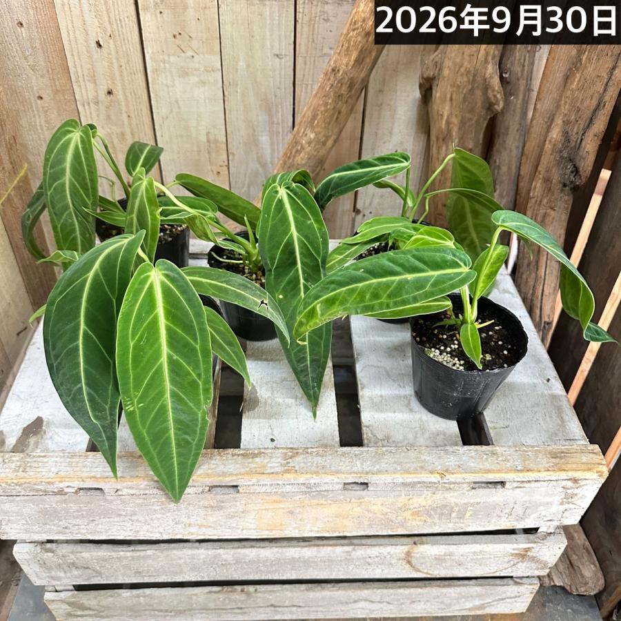【傷み有】観葉植物　アンスリウム ワロクアナム※葉傷みあり 3.5号ポット(個体おまかせ1鉢)　インテリアグリーン 室内園芸 おしゃれ 可愛い かわいい |  | 06