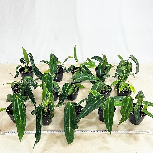 観葉植物　アンスリウム ワロクアナム※葉傷みあり 3.5号ポット(個体おまかせ1鉢)　インテリアグリーン 室内園芸 おしゃれ 可愛い かわいい |  | 06