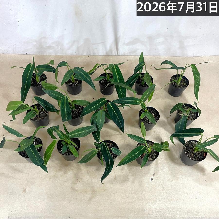 観葉植物　アンスリウム ワロクアナム※葉傷みあり 3.5号ポット(個体おまかせ1鉢)　インテリアグリーン 室内園芸 おしゃれ 可愛い かわいい |  | 06