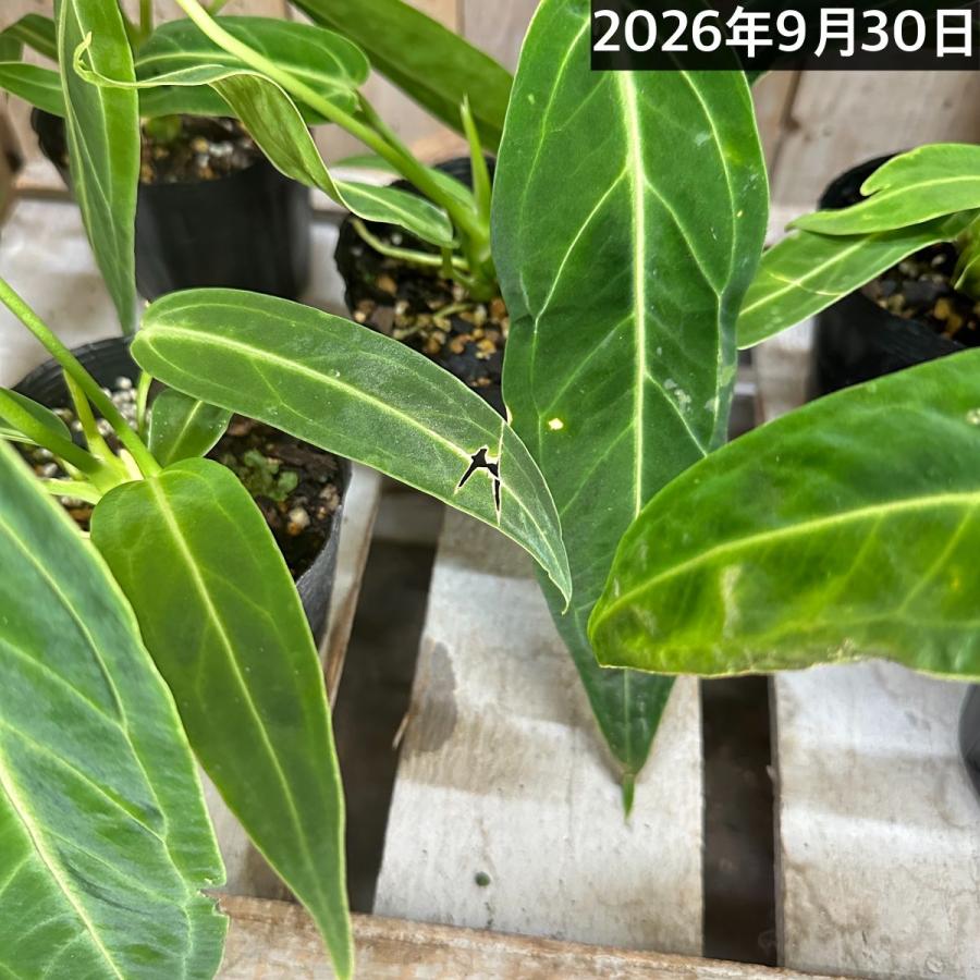 【傷み有】観葉植物　アンスリウム ワロクアナム※葉傷みあり 3.5号ポット(個体おまかせ1鉢)　インテリアグリーン 室内園芸 おしゃれ 可愛い かわいい |  | 07