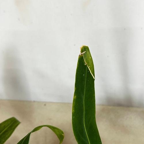 観葉植物　アンスリウム ワロクアナム※葉傷みあり 3.5号ポット(個体おまかせ1鉢)　インテリアグリーン 室内園芸 おしゃれ 可愛い かわいい |  | 07