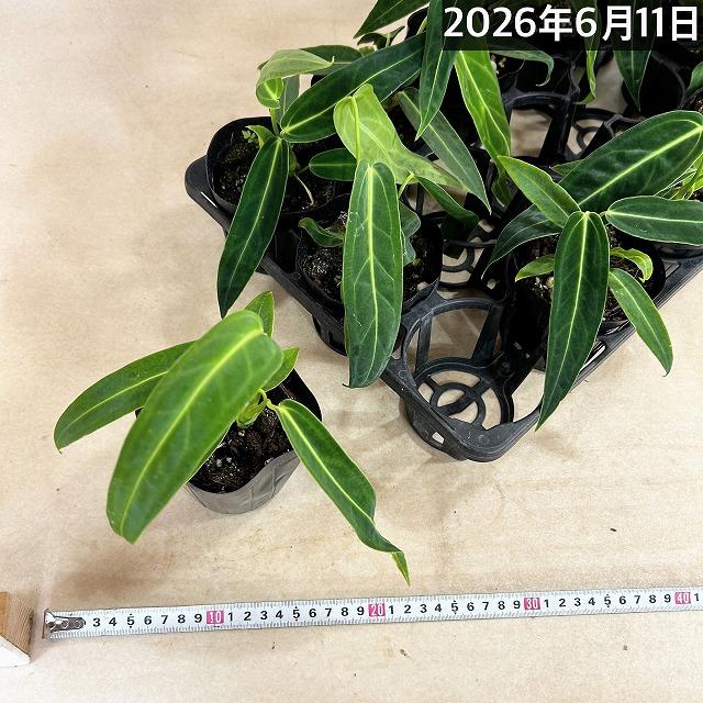 観葉植物　アンスリウム ワロクアナム※葉傷みあり 3.5号ポット(個体おまかせ1鉢)　インテリアグリーン 室内園芸 おしゃれ 可愛い かわいい |  | 07