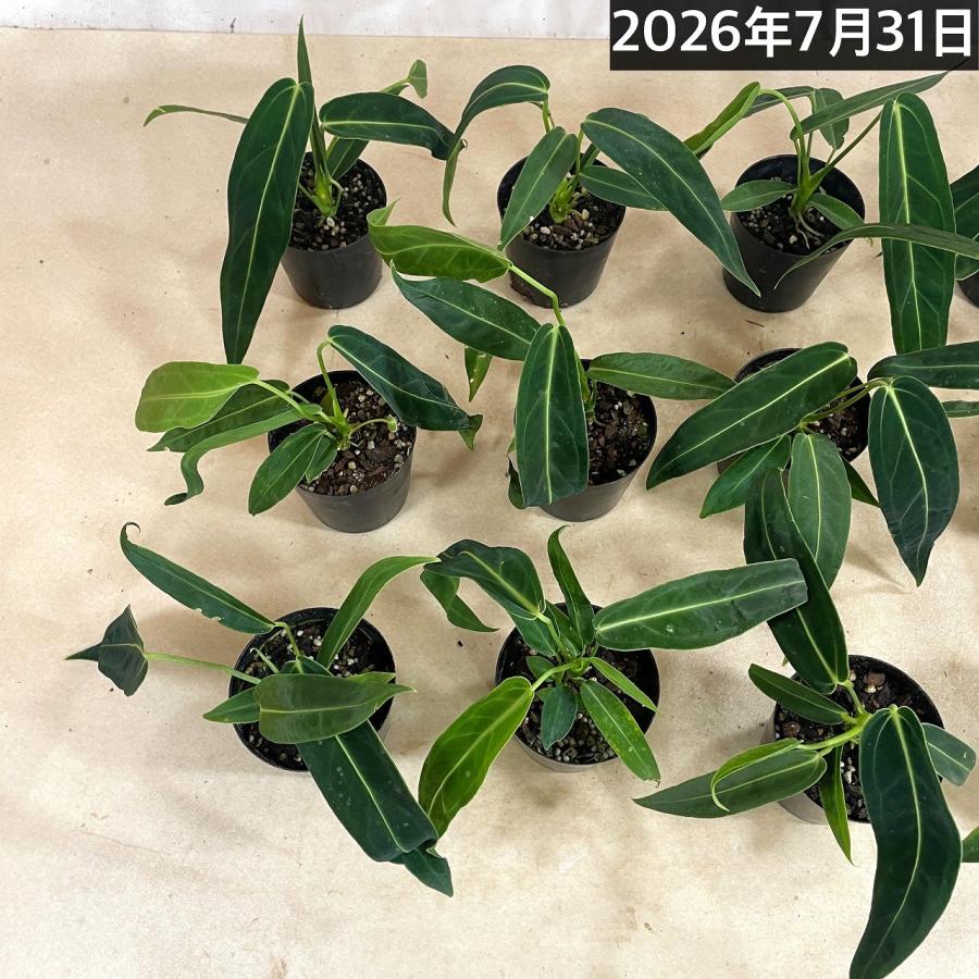 観葉植物　アンスリウム ワロクアナム※葉傷みあり 3.5号ポット(個体おまかせ1鉢)　インテリアグリーン 室内園芸 おしゃれ 可愛い かわいい |  | 07
