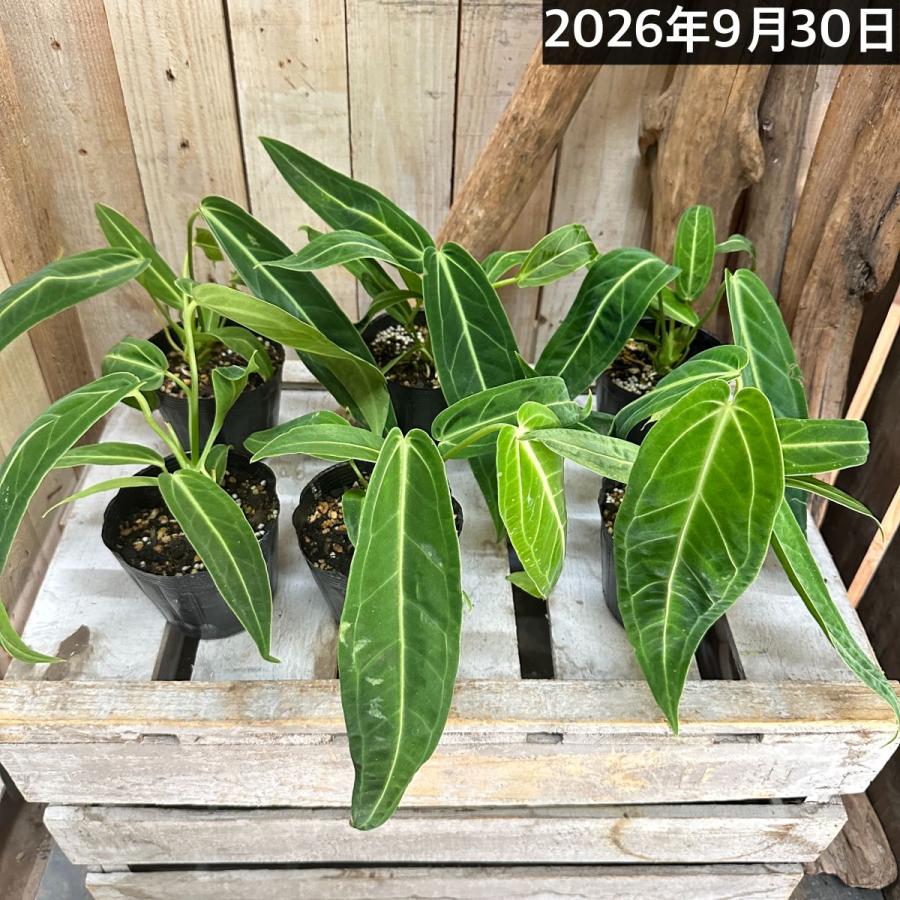 【傷み有】観葉植物　アンスリウム ワロクアナム※葉傷みあり 3.5号ポット(個体おまかせ1鉢)　インテリアグリーン 室内園芸 おしゃれ 可愛い かわいい |  | 08