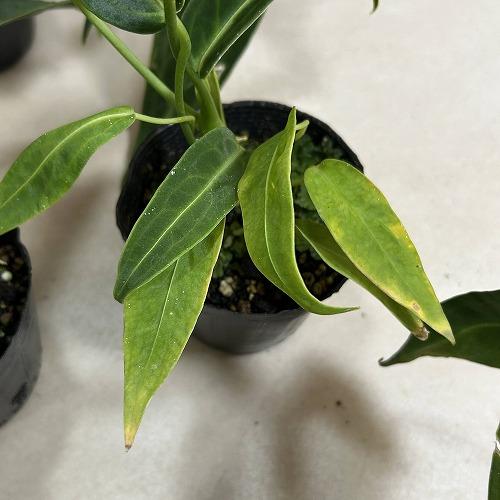 観葉植物　アンスリウム ワロクアナム※葉傷みあり 3.5号ポット(個体おまかせ1鉢)　インテリアグリーン 室内園芸 おしゃれ 可愛い かわいい |  | 08