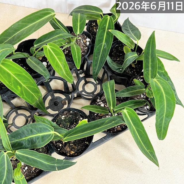 観葉植物　アンスリウム ワロクアナム※葉傷みあり 3.5号ポット(個体おまかせ1鉢)　インテリアグリーン 室内園芸 おしゃれ 可愛い かわいい |  | 08