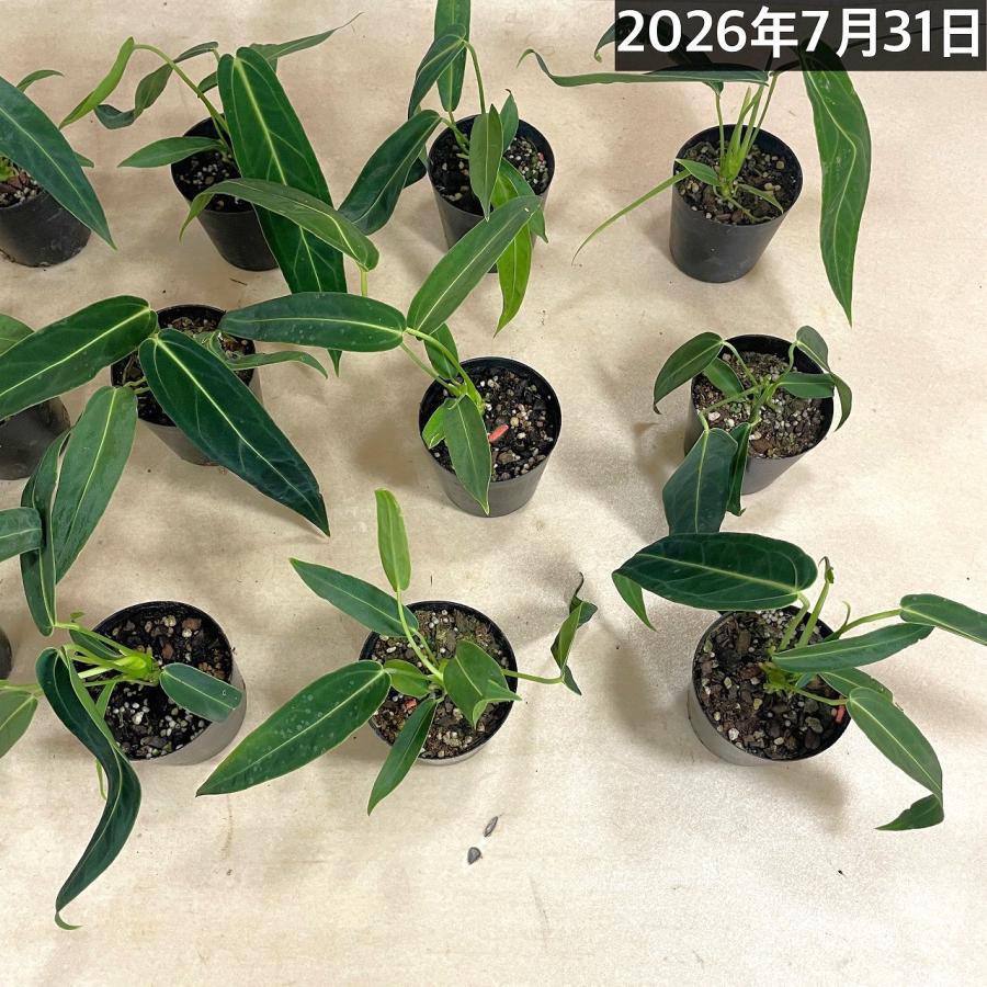 観葉植物　アンスリウム ワロクアナム※葉傷みあり 3.5号ポット(個体おまかせ1鉢)　インテリアグリーン 室内園芸 おしゃれ 可愛い かわいい |  | 08
