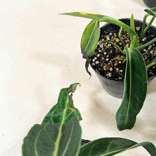 観葉植物　アンスリウム ワロクアナム※葉傷みあり 3.5号ポット(個体おまかせ1鉢)　インテリアグリーン 室内園芸 おしゃれ 可愛い かわいい |  | 09
