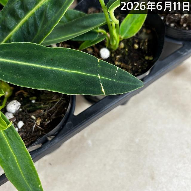 観葉植物　アンスリウム ワロクアナム※葉傷みあり 3.5号ポット(個体おまかせ1鉢)　インテリアグリーン 室内園芸 おしゃれ 可愛い かわいい |  | 09
