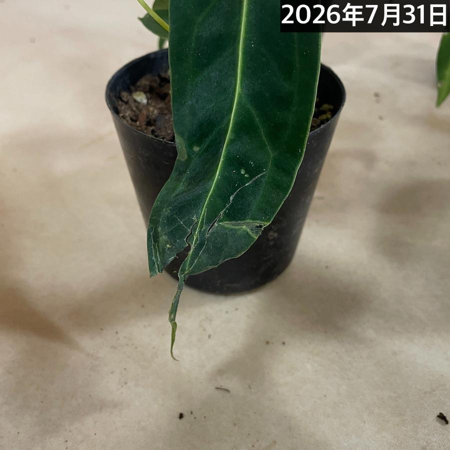 観葉植物　アンスリウム ワロクアナム※葉傷みあり 3.5号ポット(個体おまかせ1鉢)　インテリアグリーン 室内園芸 おしゃれ 可愛い かわいい |  | 09