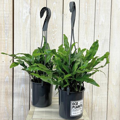 シダ カンガルーファーン 4号吊り鉢(底穴なし) ECO PLANTS(個体