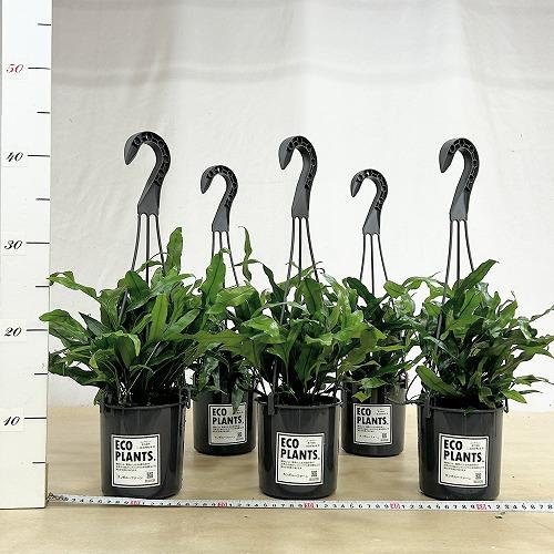 シダ カンガルーファーン 4号吊り鉢(底穴なし) ECO PLANTS(個体