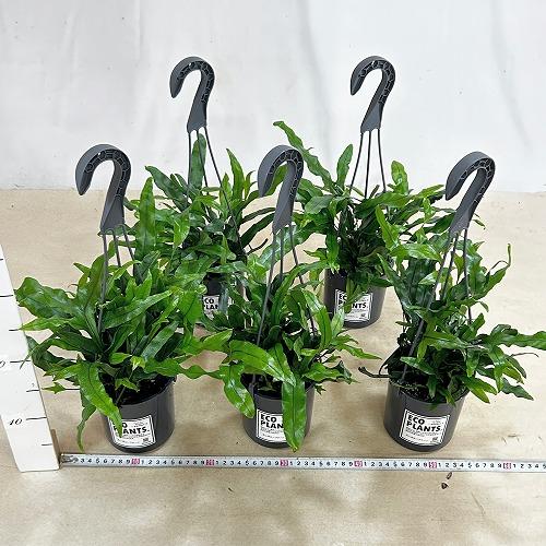シダ カンガルーファーン 4号吊り鉢(底穴なし) ECO PLANTS(個体