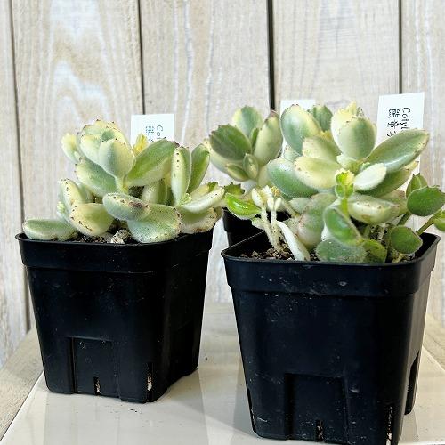 多肉植物 斑入り熊童子錦(コチレドン トメントーサ バリエガータ) 3号