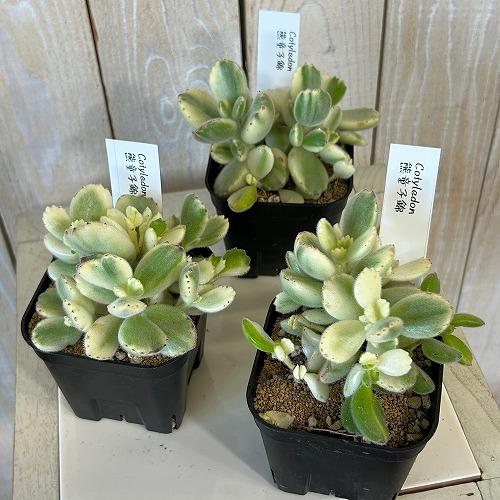 多肉植物 斑入り熊童子錦(コチレドン トメントーサ バリエガータ) 3号