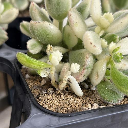 多肉植物 斑入り熊童子錦(コチレドン トメントーサ バリエガータ) 3号