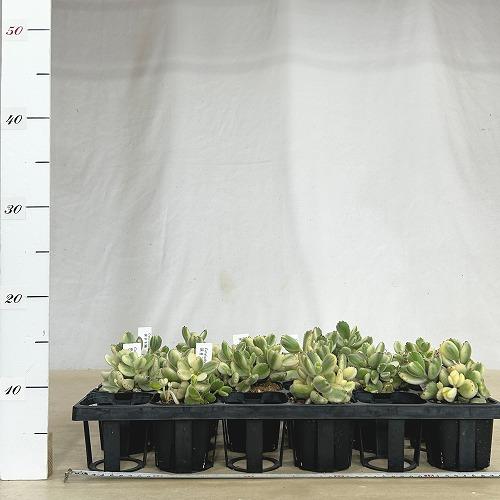 多肉植物 斑入り熊童子錦(コチレドン トメントーサ バリエガータ) 3号