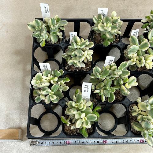 多肉植物 斑入り熊童子錦(コチレドン トメントーサ バリエガータ) 3号