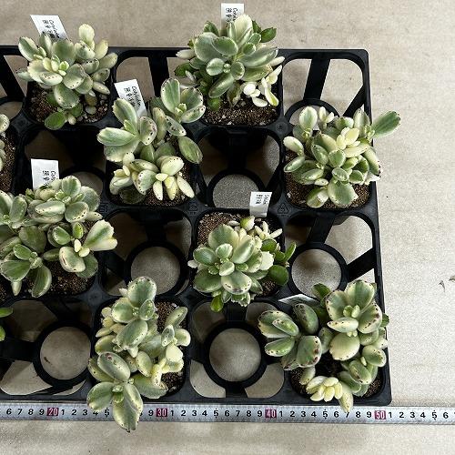 多肉植物 斑入り熊童子錦(コチレドン トメントーサ バリエガータ) 3号