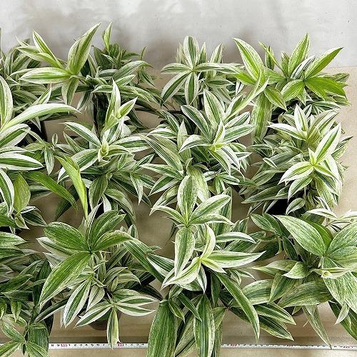観葉植物 白斑ドラセナ スルクロサホワイト 3号硬質ポット(個体