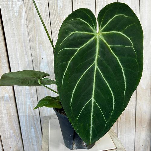 観葉植物　アンスリウム マグニフィカム 5号スリット鉢(個体おまかせ1鉢)　インテリアグリーン 室内園芸 おしゃれ 可愛い かわいい | 
