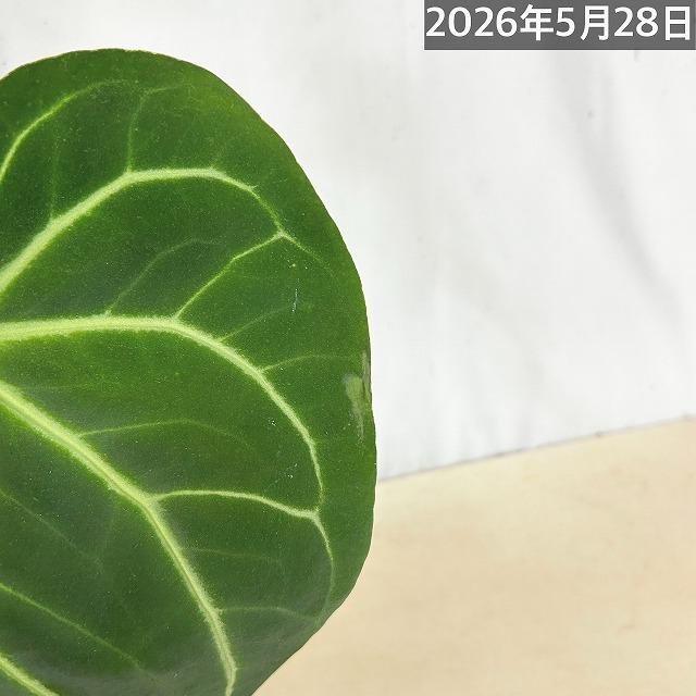 観葉植物　アンスリウム マグニフィカム 5号スリット鉢(個体おまかせ1鉢)　インテリアグリーン 室内園芸 おしゃれ 可愛い かわいい |  | 10