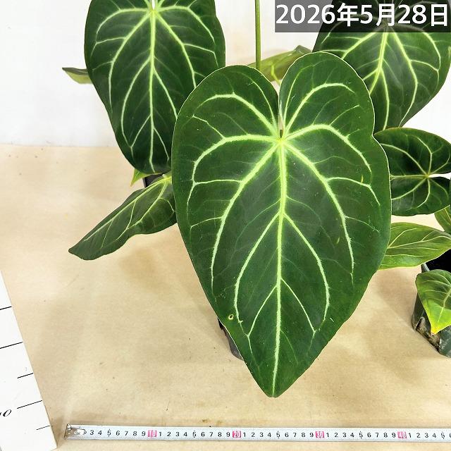 観葉植物　アンスリウム マグニフィカム 5号スリット鉢(個体おまかせ1鉢)　インテリアグリーン 室内園芸 おしゃれ 可愛い かわいい |  | 11