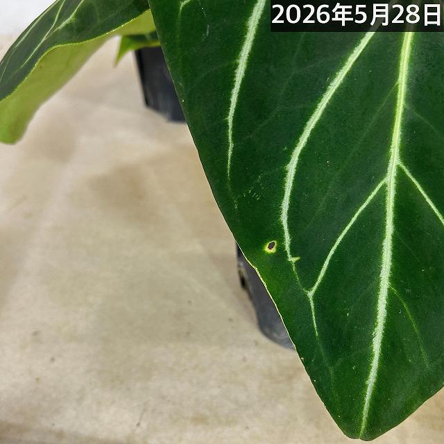 観葉植物　アンスリウム マグニフィカム 5号スリット鉢(個体おまかせ1鉢)　インテリアグリーン 室内園芸 おしゃれ 可愛い かわいい |  | 12