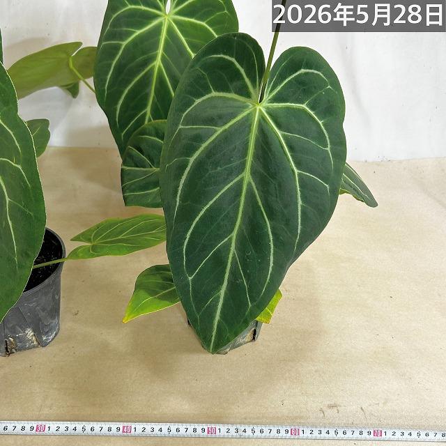 観葉植物　アンスリウム マグニフィカム 5号スリット鉢(個体おまかせ1鉢)　インテリアグリーン 室内園芸 おしゃれ 可愛い かわいい |  | 13