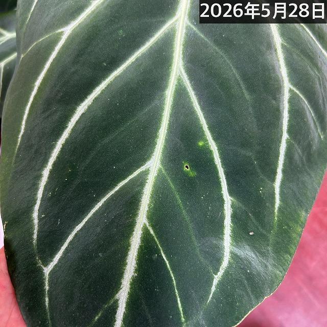 観葉植物　アンスリウム マグニフィカム 5号スリット鉢(個体おまかせ1鉢)　インテリアグリーン 室内園芸 おしゃれ 可愛い かわいい |  | 14