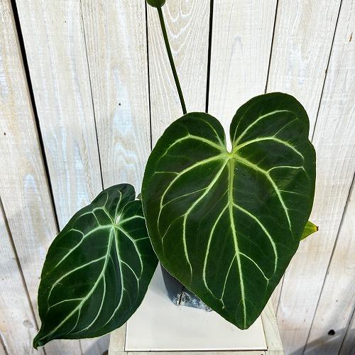 観葉植物　アンスリウム マグニフィカム 5号スリット鉢(個体おまかせ1鉢)　インテリアグリーン 室内園芸 おしゃれ 可愛い かわいい |  | 02