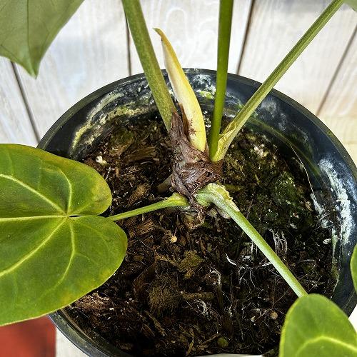 観葉植物　アンスリウム マグニフィカム 5号スリット鉢(個体おまかせ1鉢)　インテリアグリーン 室内園芸 おしゃれ 可愛い かわいい |  | 05