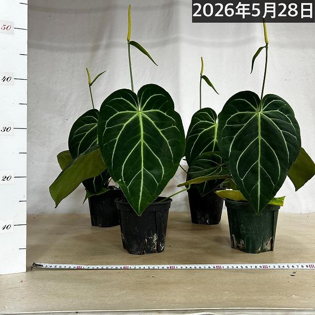 観葉植物　アンスリウム マグニフィカム 5号スリット鉢(個体おまかせ1鉢)　インテリアグリーン 室内園芸 おしゃれ 可愛い かわいい |  | 06