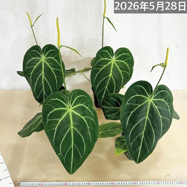 観葉植物　アンスリウム マグニフィカム 5号スリット鉢(個体おまかせ1鉢)　インテリアグリーン 室内園芸 おしゃれ 可愛い かわいい |  | 07