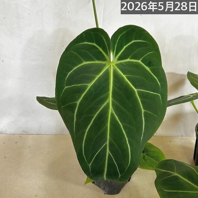 観葉植物　アンスリウム マグニフィカム 5号スリット鉢(個体おまかせ1鉢)　インテリアグリーン 室内園芸 おしゃれ 可愛い かわいい |  | 08