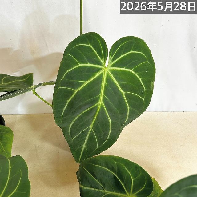 観葉植物　アンスリウム マグニフィカム 5号スリット鉢(個体おまかせ1鉢)　インテリアグリーン 室内園芸 おしゃれ 可愛い かわいい |  | 09