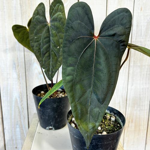 観葉植物 アンスリウム パピリラミナム 5号硬質ポット(個体おまかせ1鉢