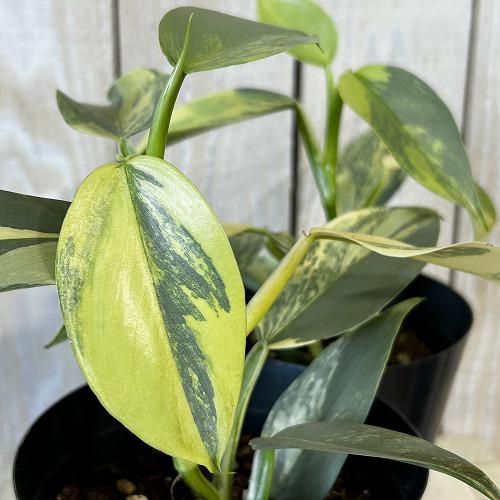 観葉植物 斑入りフィロデンドロン シルバーメタル バリエガーテッド 4
