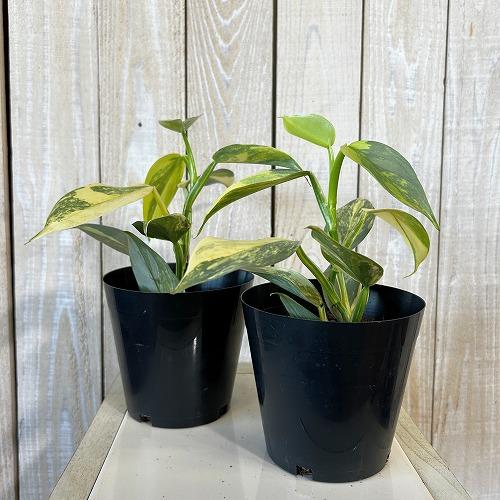 フィロデンドロン　シルバーメタル　斑入り 観葉植物 斑入りフィロデンドロン シルバーメタル バリエガーテッド 4