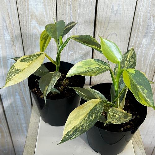 観葉植物 斑入りフィロデンドロン シルバーメタル バリエガーテッド 4