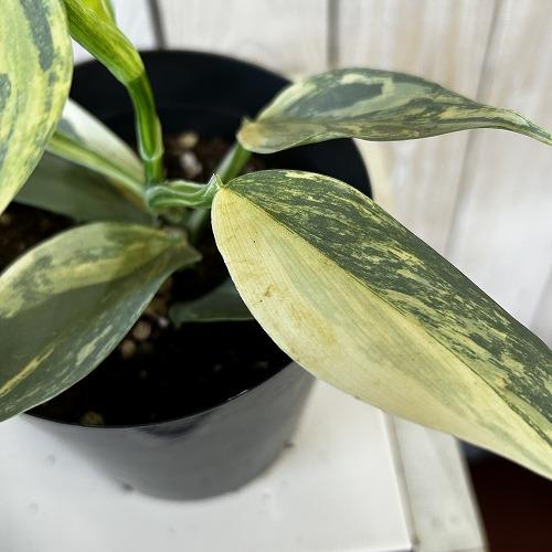 観葉植物 斑入りフィロデンドロン シルバーメタル バリエガーテッド 4