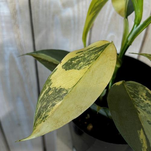 観葉植物 斑入りフィロデンドロン シルバーメタル バリエガーテッド 4