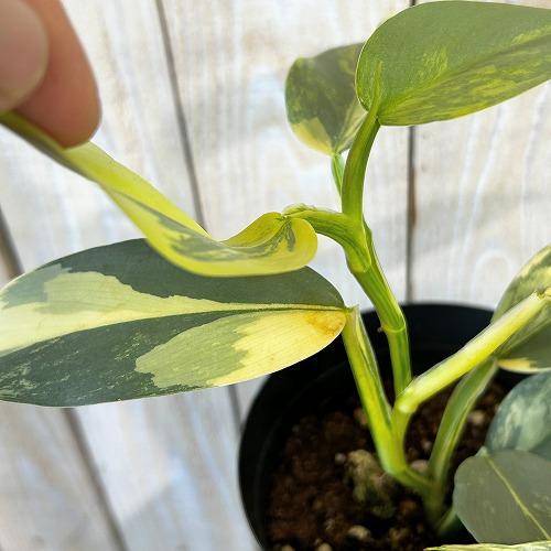 観葉植物 斑入りフィロデンドロン シルバーメタル バリエガーテッド 4