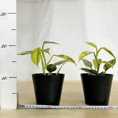 観葉植物 斑入りフィロデンドロン シルバーメタル バリエガーテッド 4
