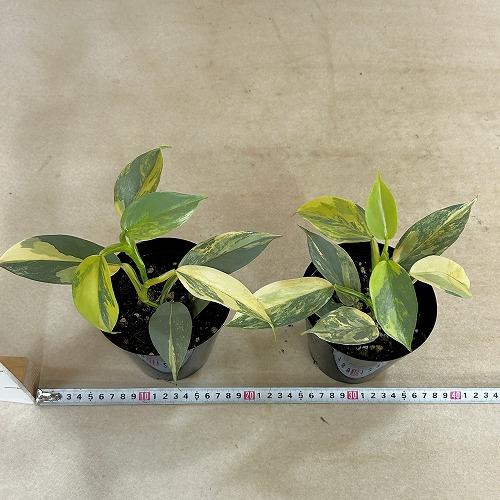 観葉植物 斑入りフィロデンドロン シルバーメタル バリエガーテッド 4