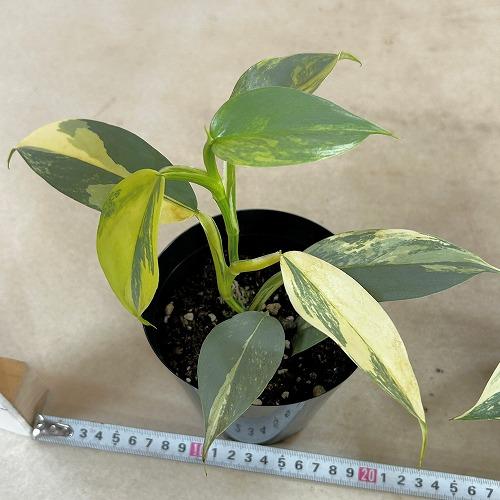 観葉植物 斑入りフィロデンドロン シルバーメタル バリエガーテッド 4