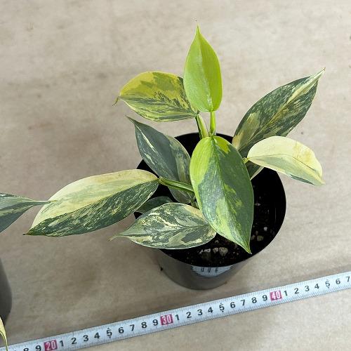 フィロデンドロン　シルバーメタル　斑入り 観葉植物 斑入りフィロデンドロン シルバーメタル バリエガーテッド 4