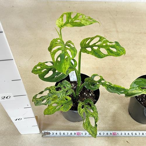 観葉植物 ミント斑マドカズラ(アダンソニー モトルドバリエガータ) 4号